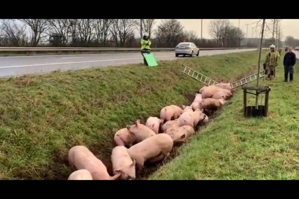 Belgio, un centinaio di maiali invadono l'autostrada