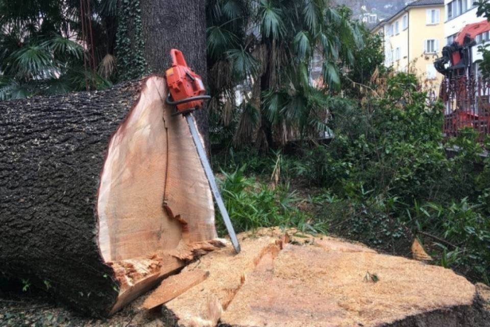 Quel cedro è stato abbattuto (un anno fa)