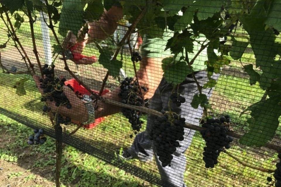 Vendemmia 2017, annata da dimenticare: calo del 30%