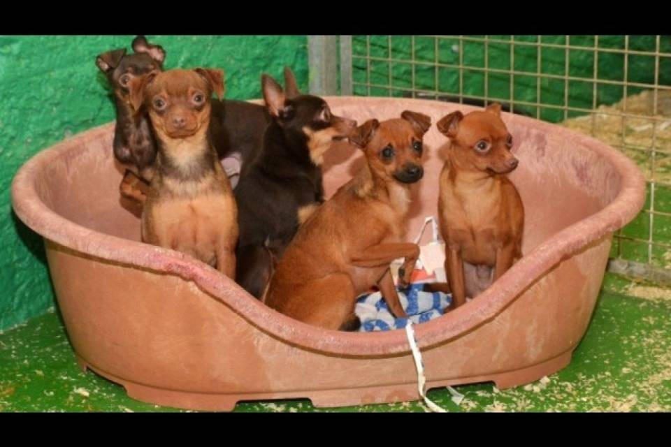 Quasi tutti i cagnolini sequestrati hanno trovato casa