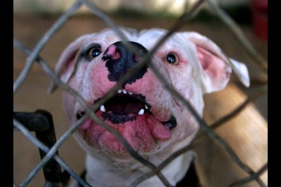 Porlezza, bambina azzannata da un pitbull