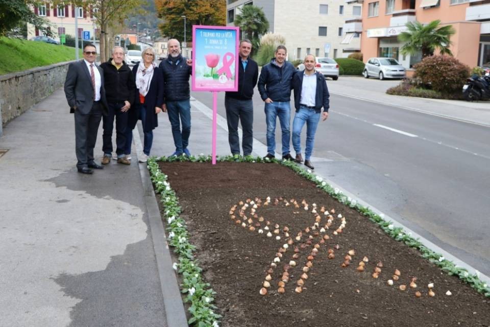 A Losone tulipani rosa contro il cancro
