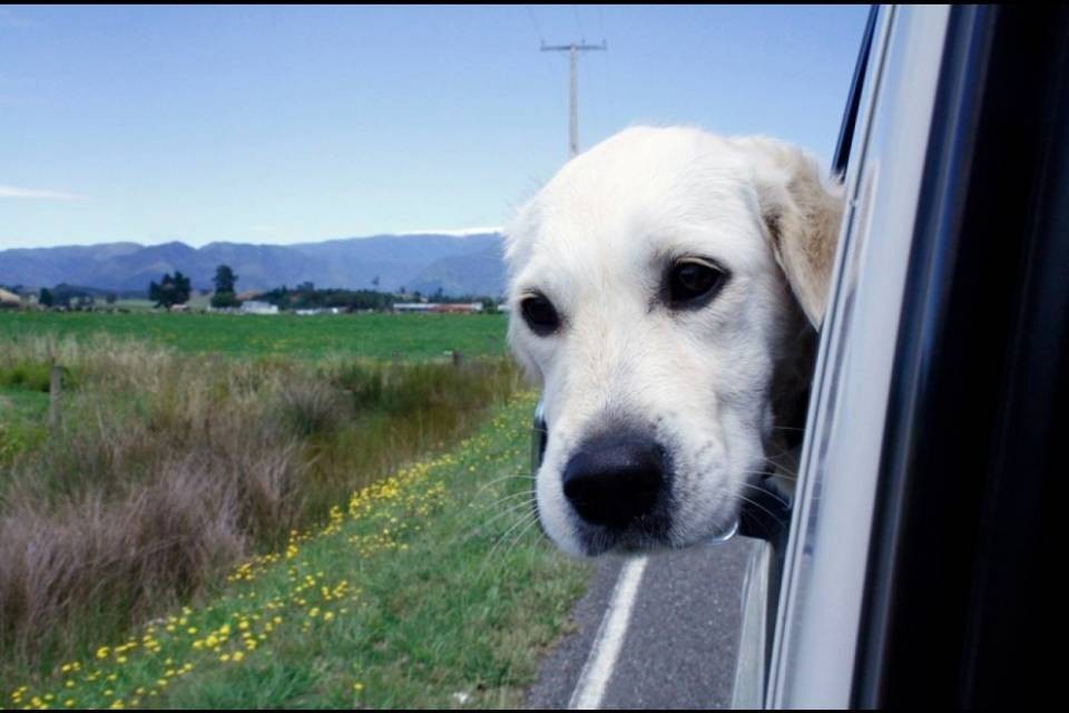 Animali e auto, i consigli per affrontare l’estate