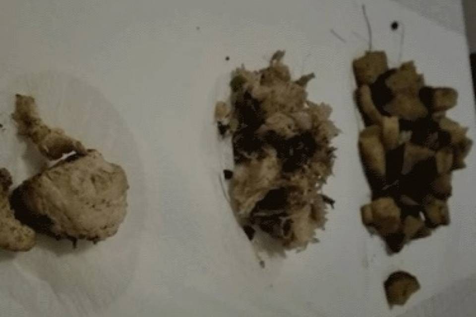 Bocconcini avvelenati a Caslano?