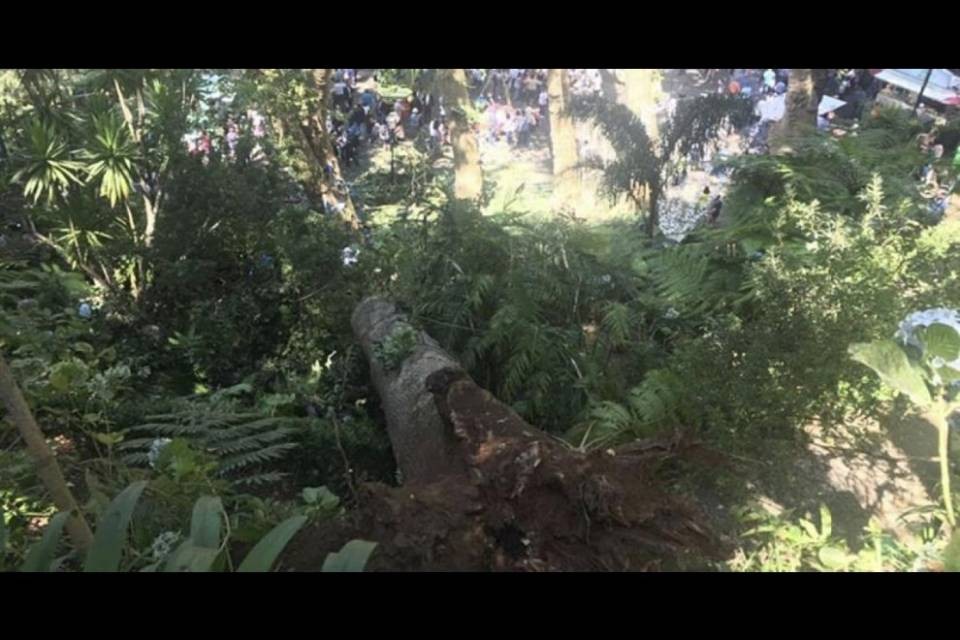 Albero sulla folla a Madeira, i morti sono 13