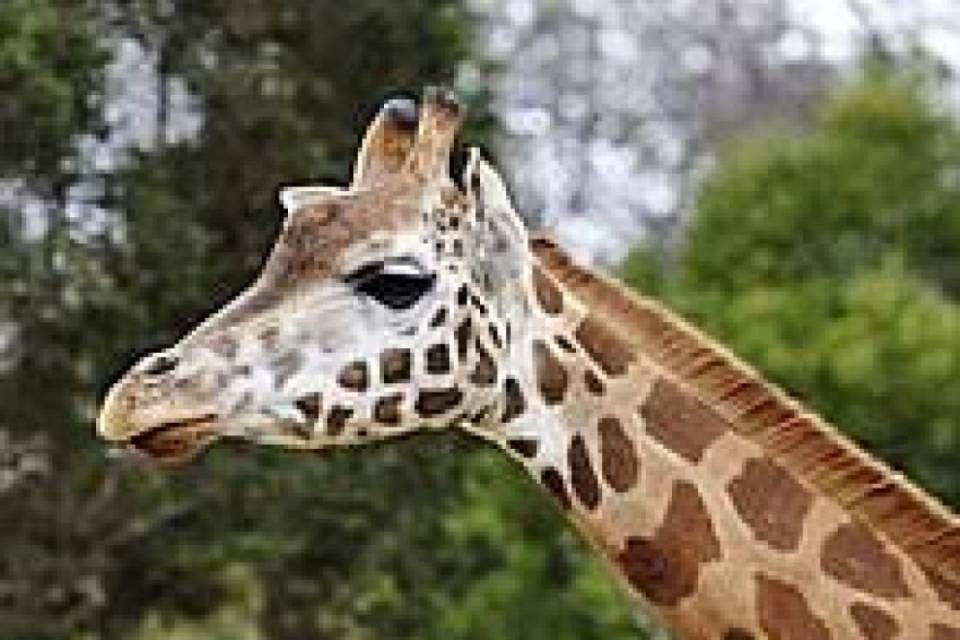 Trasporto record per una giraffa: 3'200 chilometri