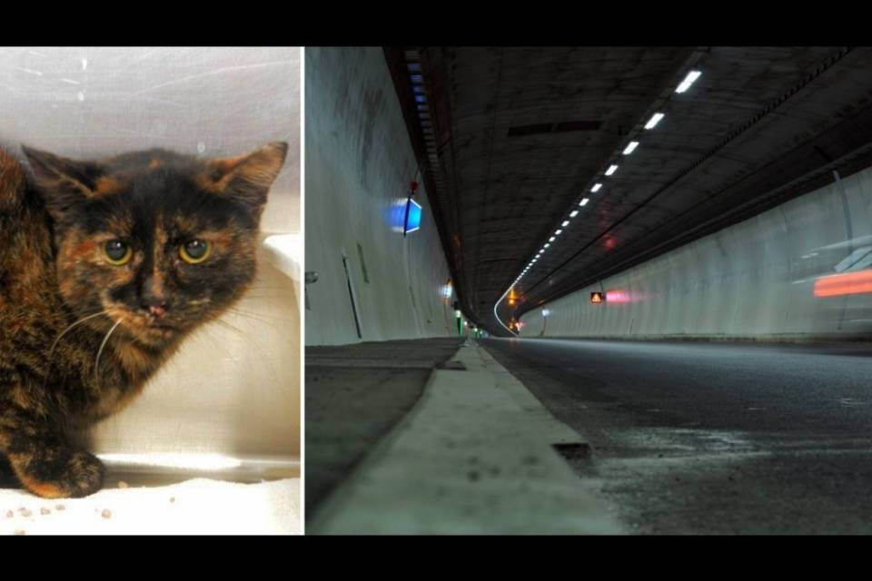 Gatto "imprigionato" 15 giorni nella Vedeggio-Cassarate