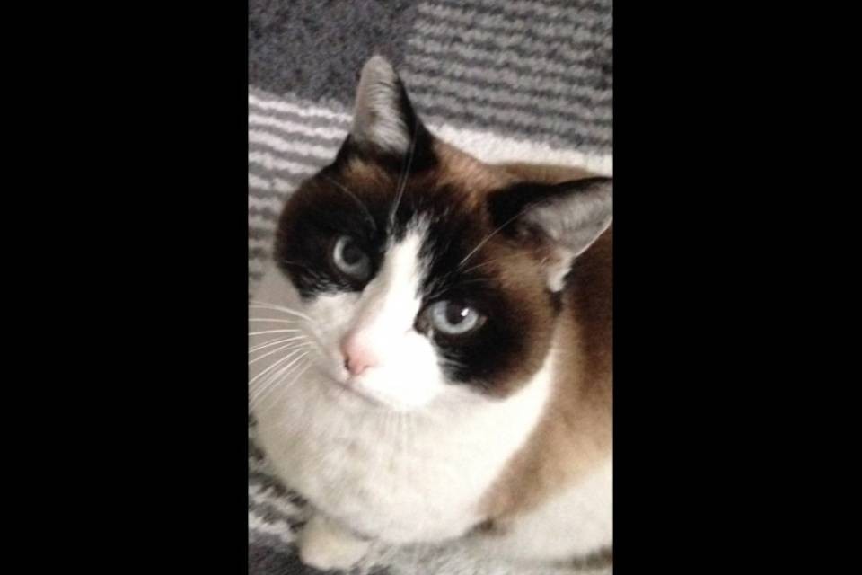 È scomparso il gatto del Guastafeste