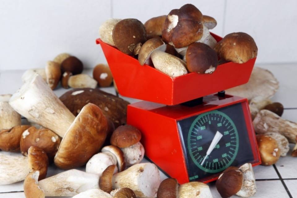 La produzione svizzera di funghi è in aumento