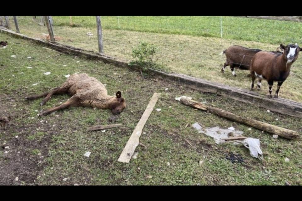 Animali maltratti, rilasciato il proprietario