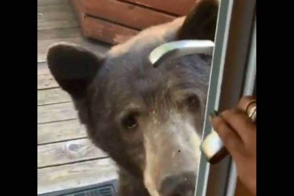 Filmano un orso mentre entra nella loro casa