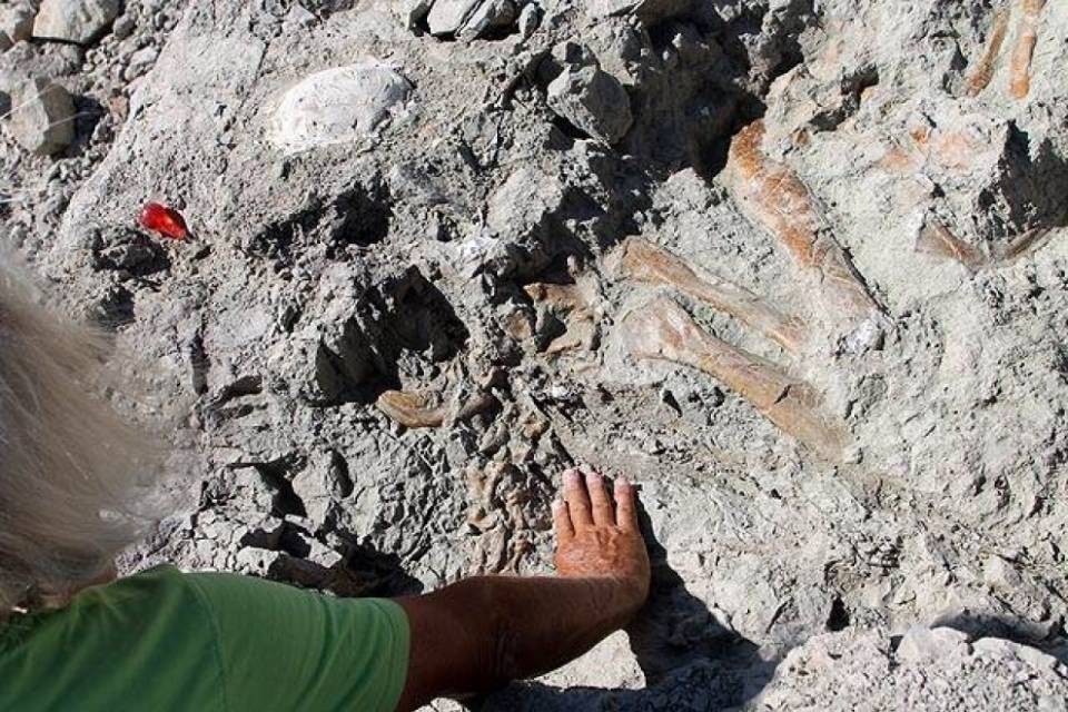 Il dinosauro di Frick è una specie finora sconosciuta