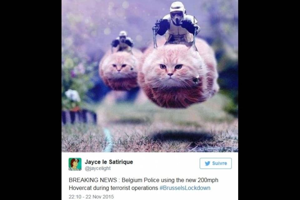 I gatti all'attacco dell'Isis!