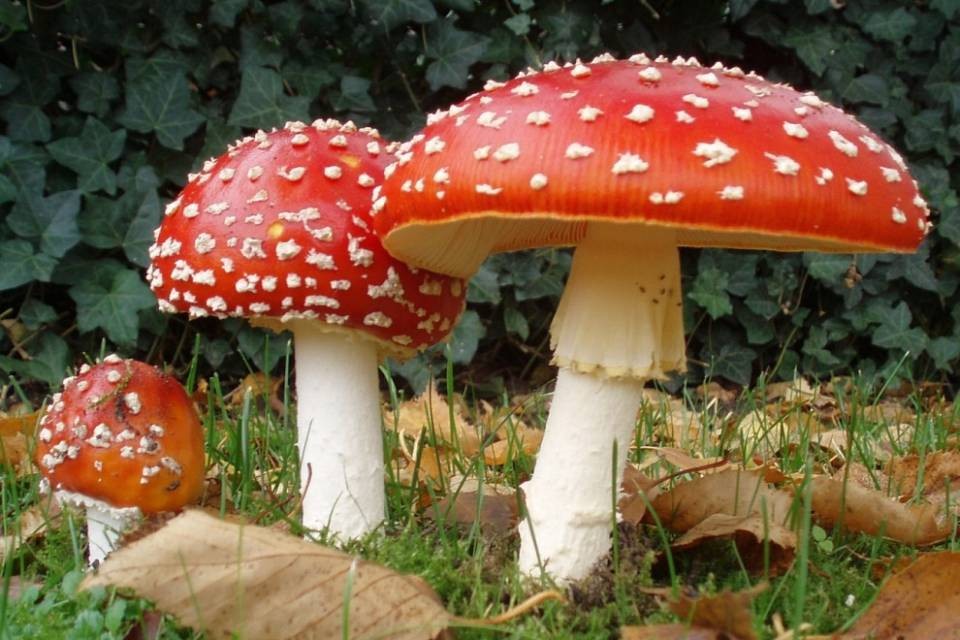 Avvelenamenti: meno consulenze, ma per quelli da funghi...