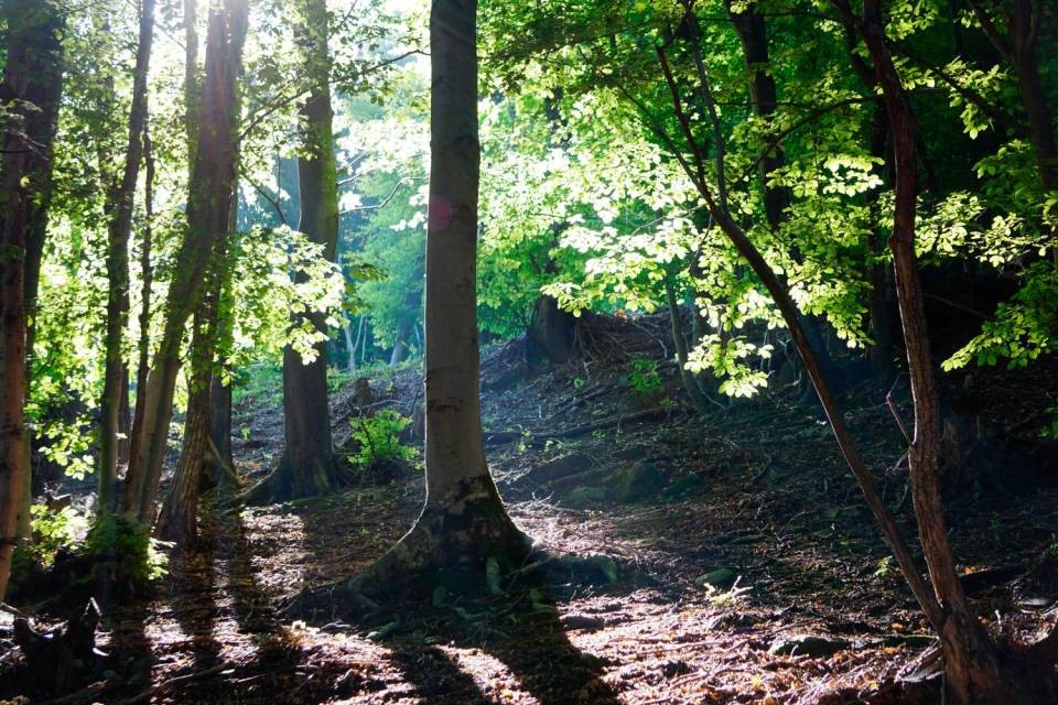 Il Dipartimento del territorio, con la Sezione forestale, l’Ufficio della natura e del paesaggio e il Museo cantonale di storia naturale partecipa alla campagna informativa “Diversità forestale”