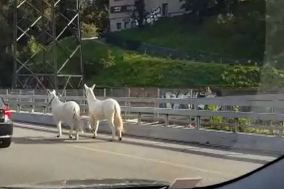 Cavalli in autostrada a Mendrisio