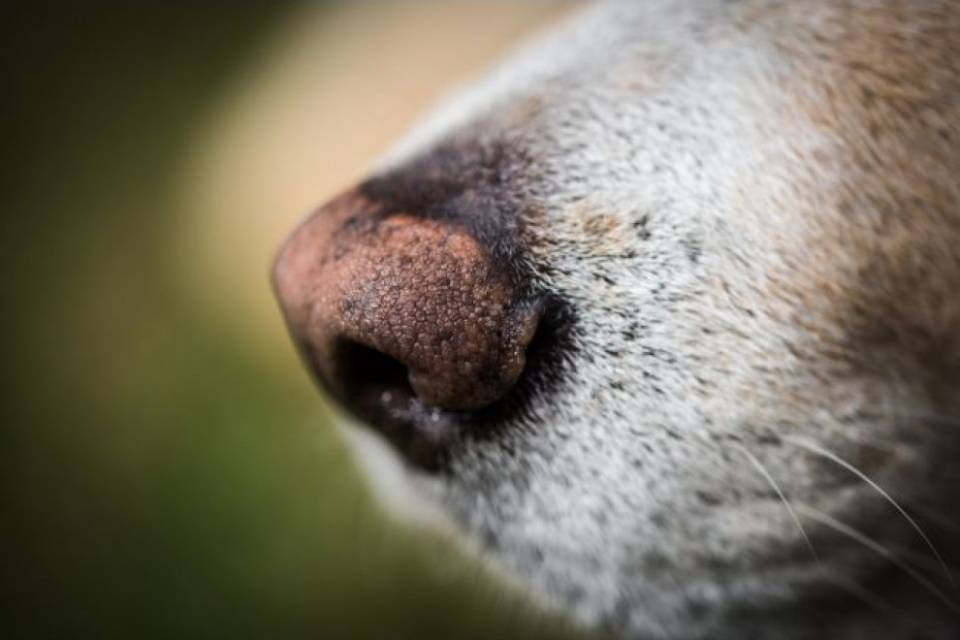 Fiamme in una soffitta a Wald, cane avvisa i padroni