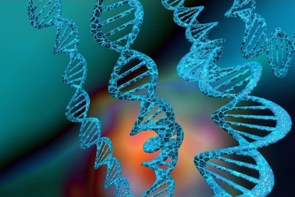 Non esiste il gene dell'omosessualità