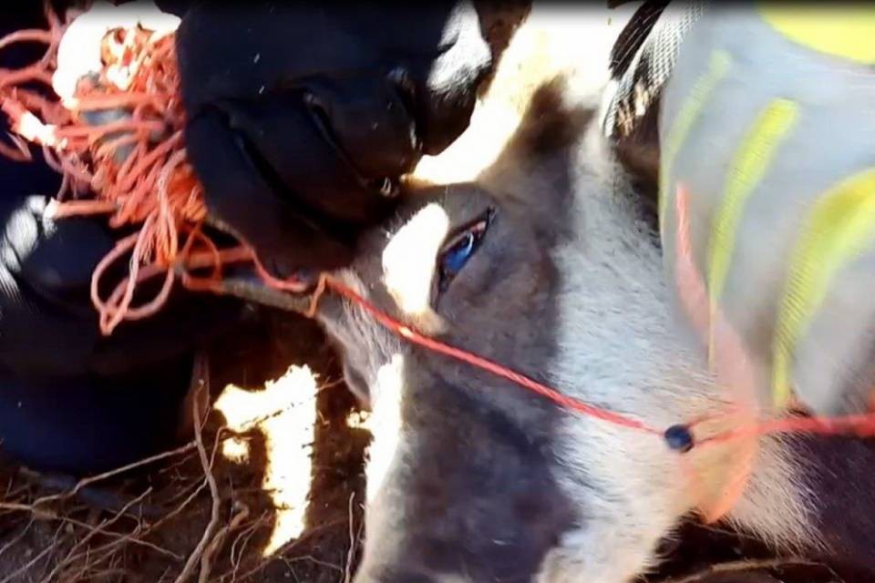 Camoscio rischia lo strangolamento, arriva la SPAB