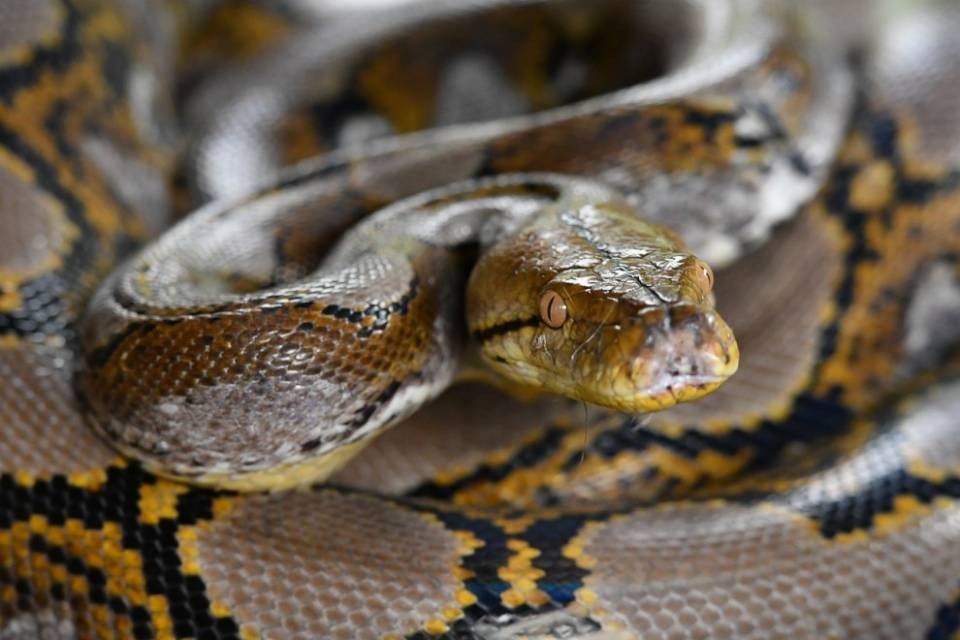 "Il coronavirus è arrivato all'uomo dai serpenti"