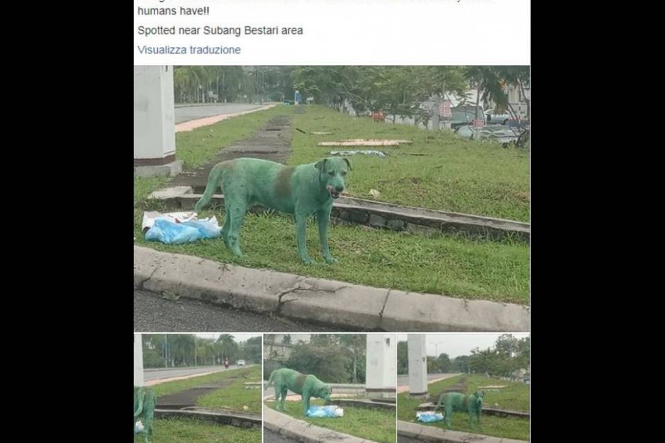 Imbrattano un cane con la vernice verde