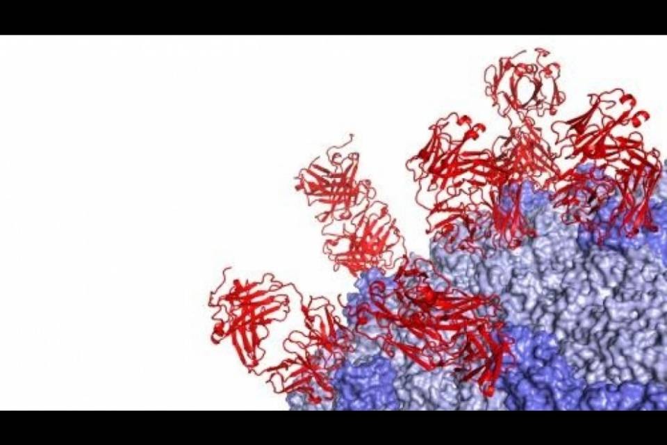 L'IRB sviluppa un anticorpo per combattere il virus Zika