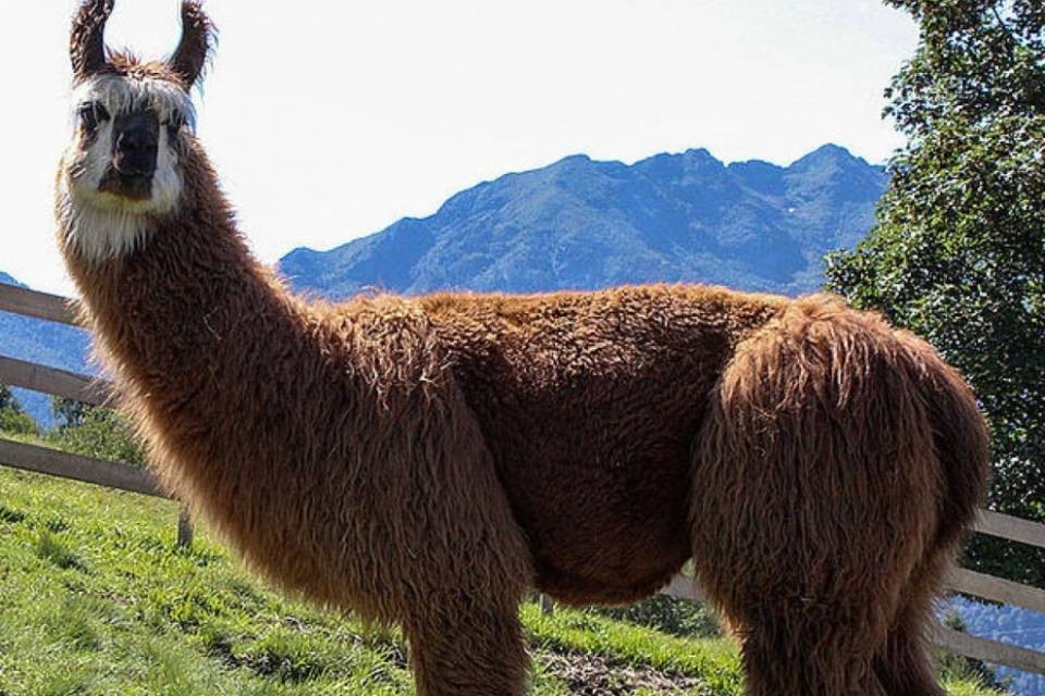 Arcegno: lama ucciso per "errore"