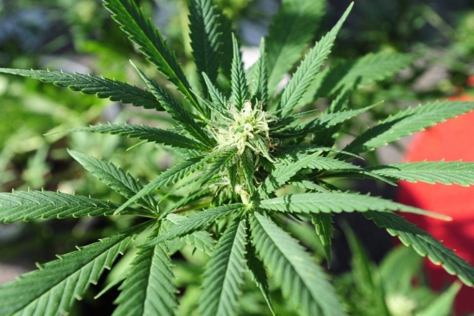 Google bandisce le applicazioni che vendono marijuana