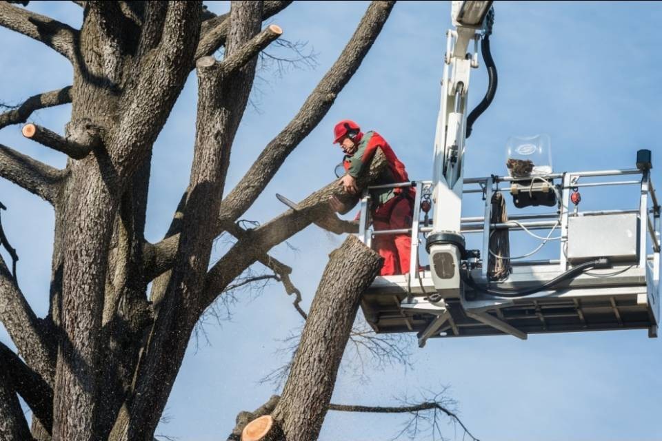 Mendrisio, addio al cedro dell'OBV