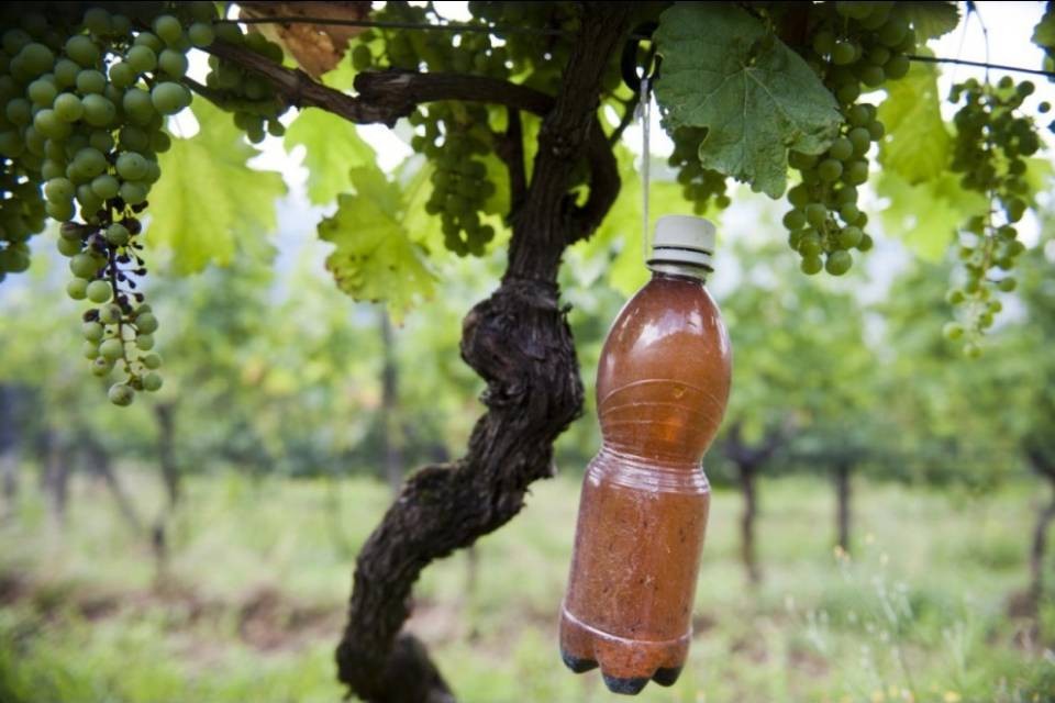"Mantenere il massimo controllo nei vigneti"