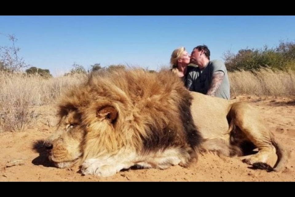 Coppia di cacciatori si bacia di fronte al leone appena ucciso