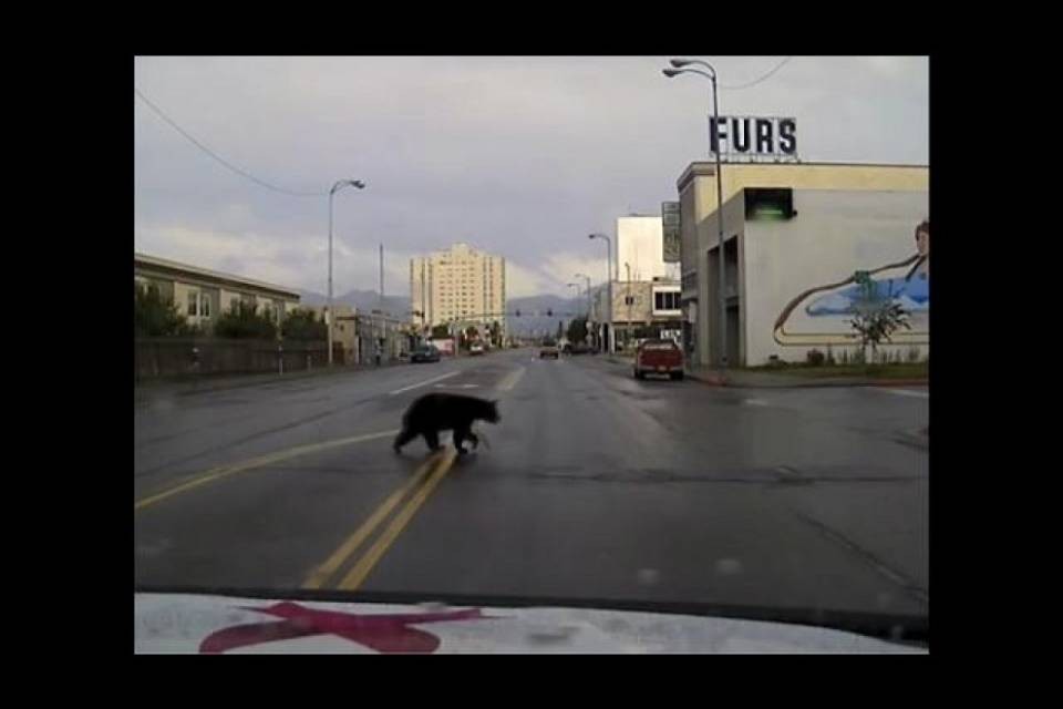 Avete mai visto un orso attraversare la strada?