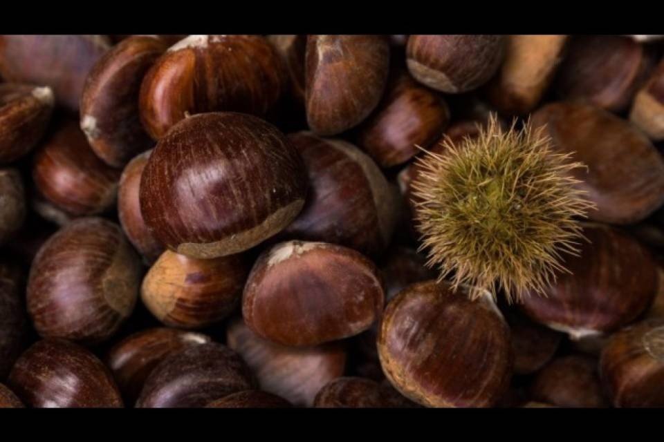 Continua la raccolta delle castagne
