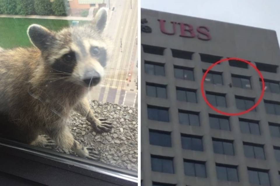 Procione scala la torre UBS, diventa una star del web