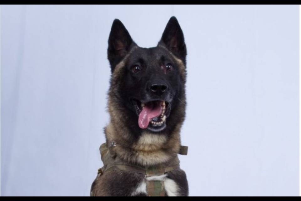 Ecco il cane che ha aiutato a catturare Al-Baghdadi