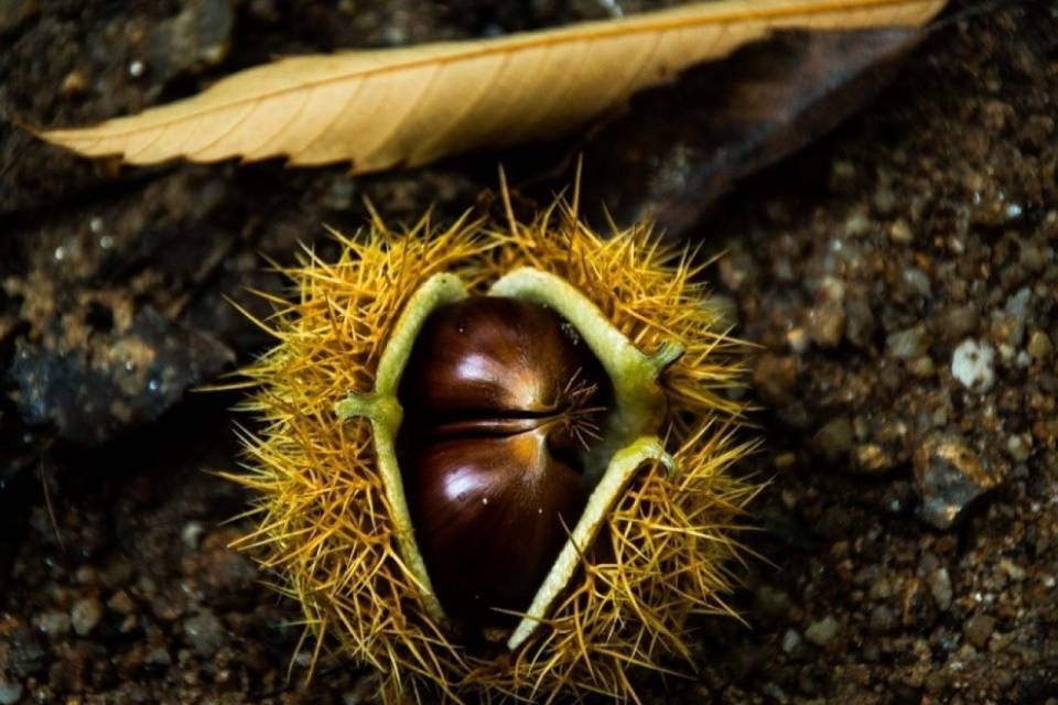 Contrordine, le castagne ci sono!