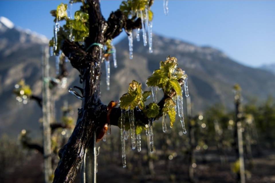 Vigne gelate, Berna c’è