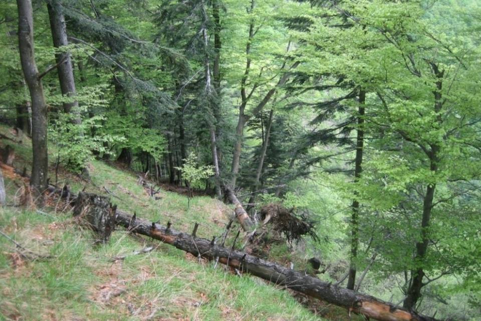 Nel 2018 è sparita una foresta grande come l'Inghilterra