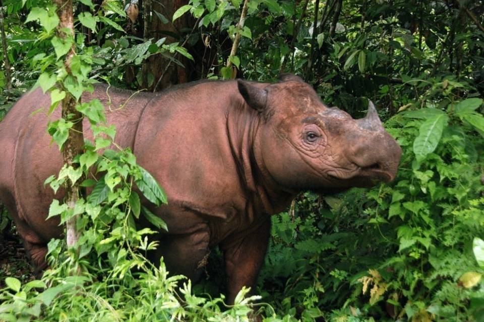 Malaysia: morto l'ultimo esemplare di rinoceronte di Sumatra