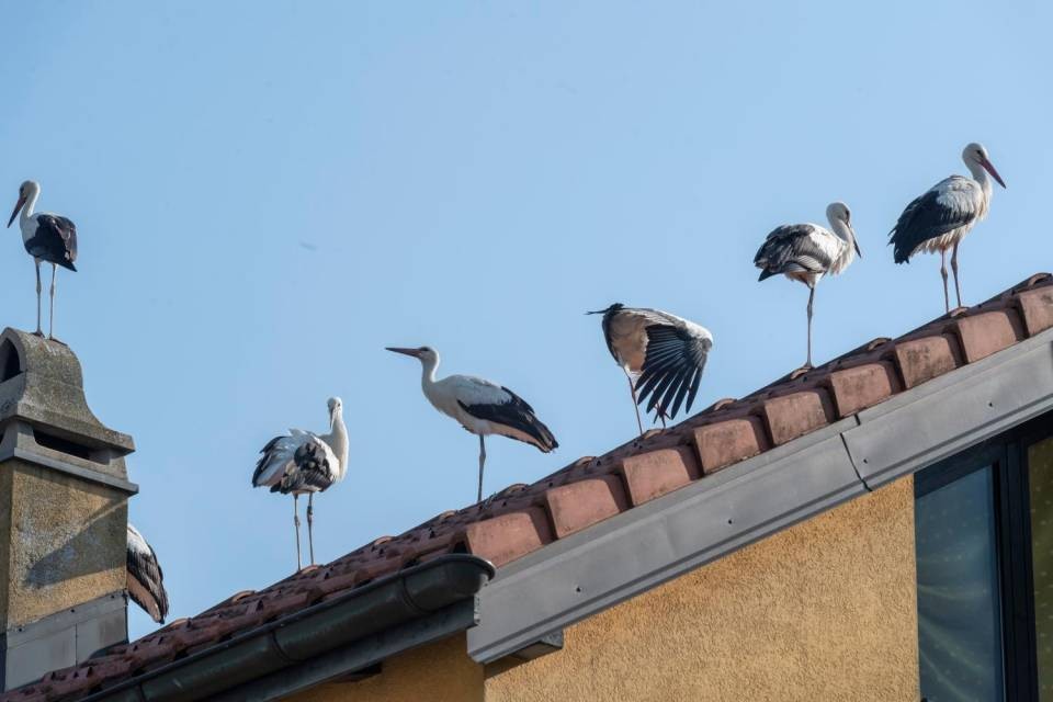 Foto CdT/Reguzzi