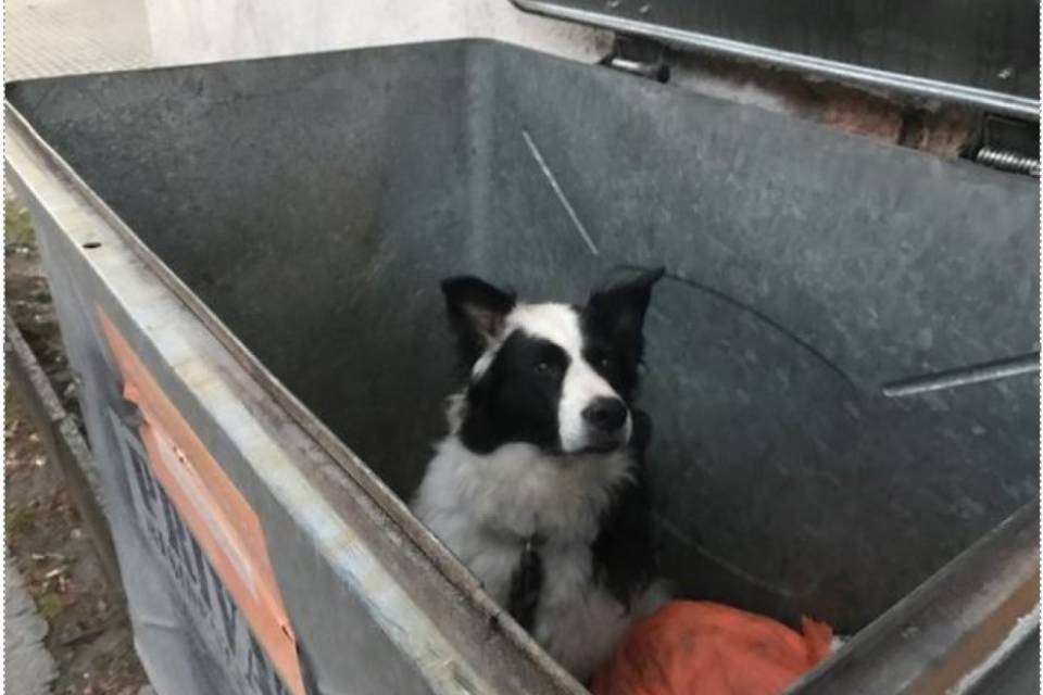 Buddy ha trovato una casa