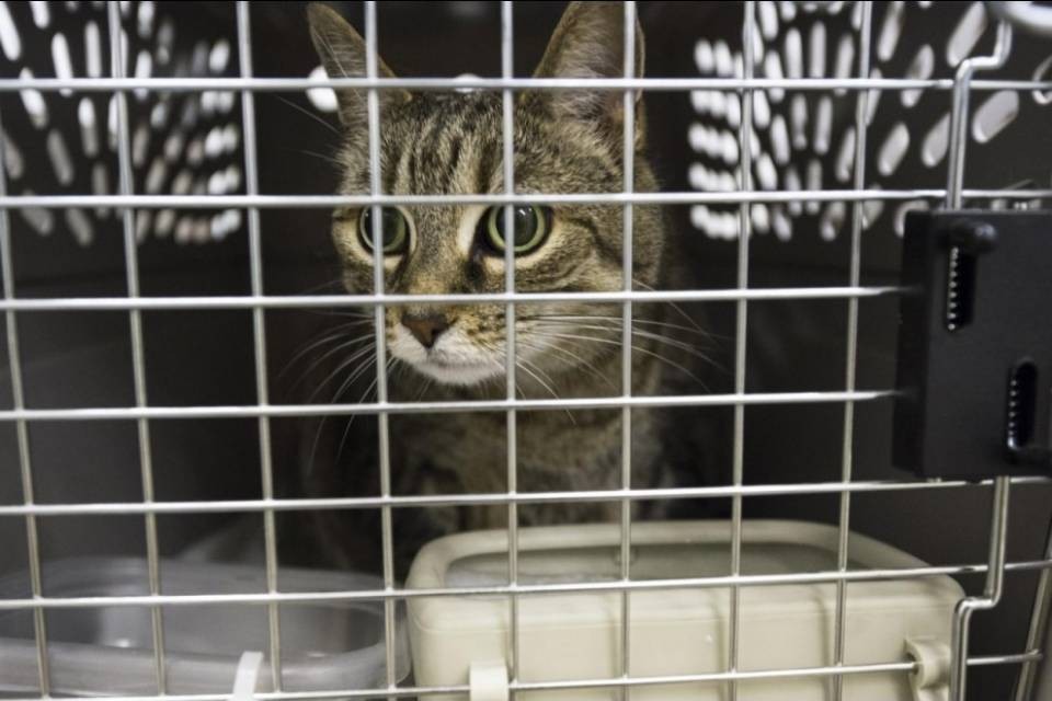 Gatto svizzero ucciso in Islanda
