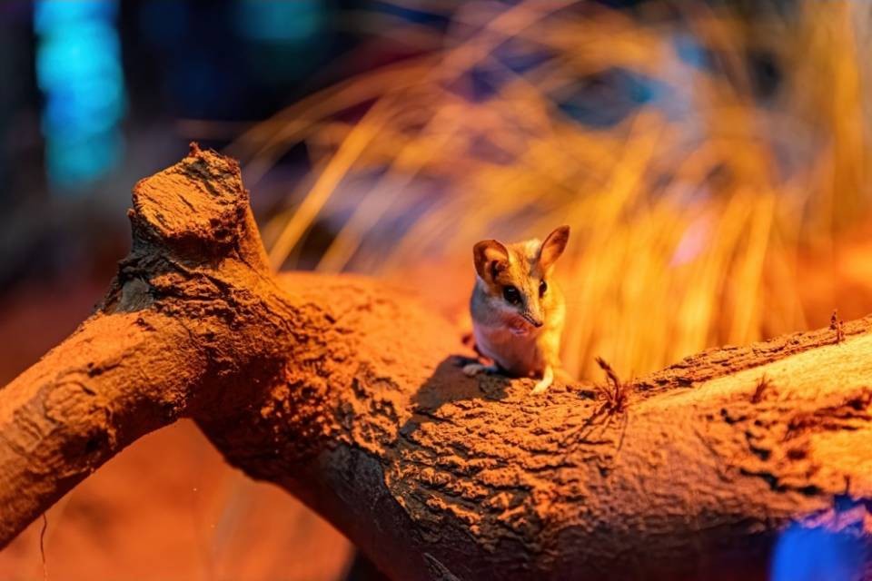 Incendi Australia, 113 specie di animali rischiano l'estinzione