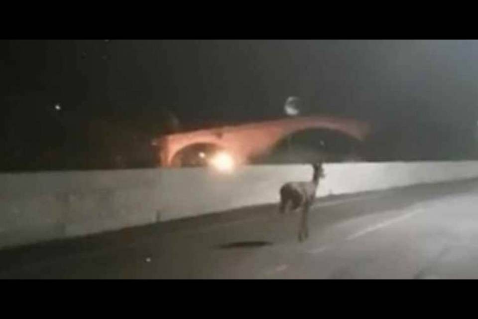 Ungulati sulla strada dei frontalieri: "Situazione fuori controllo"