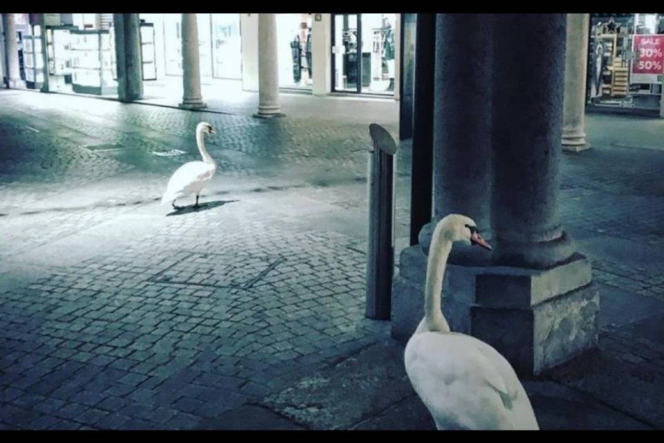 Borradori: "Non date da mangiare ai cigni!"
