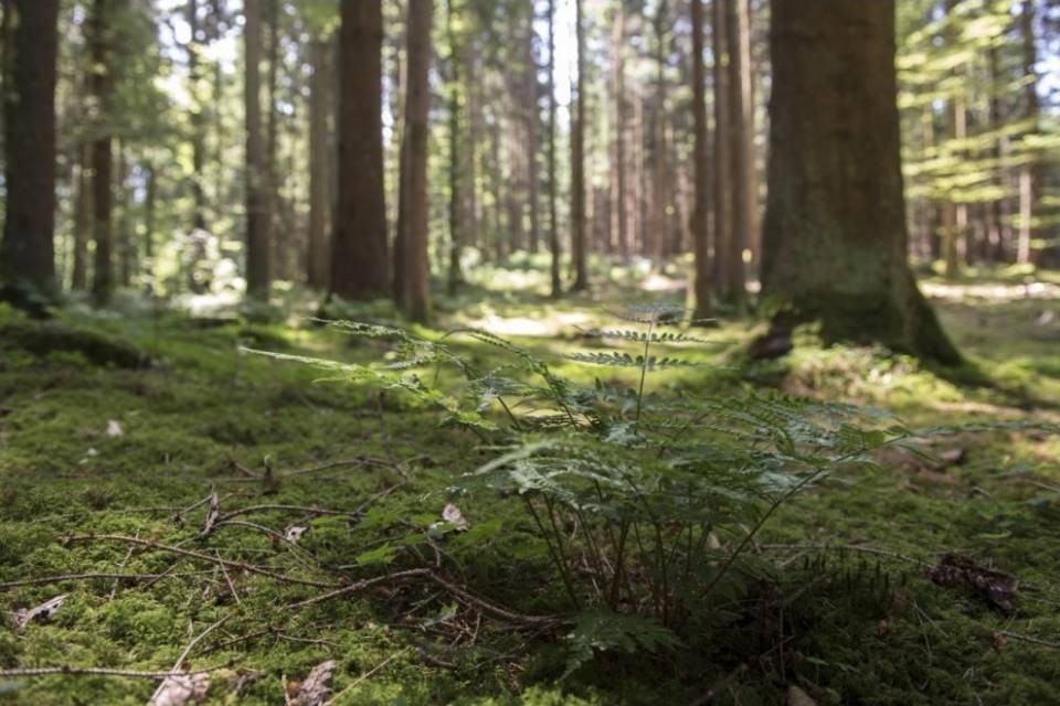 Resti umani nel bosco, due condanne per omicidio