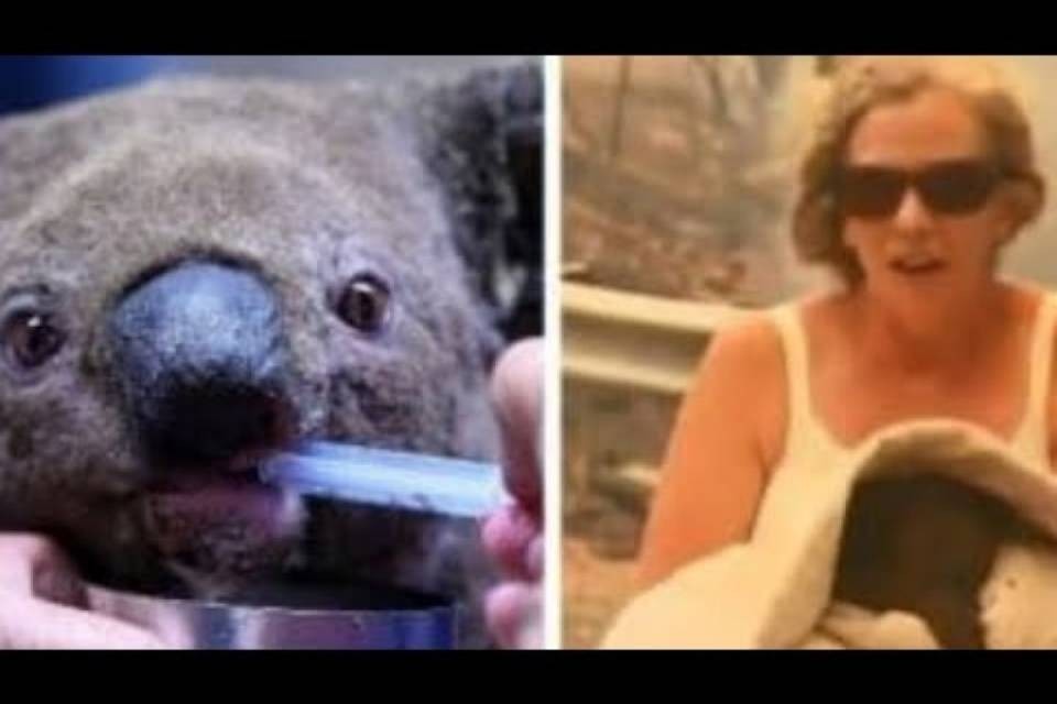 Non ce l'ha fatta il koala Lewis: era stato salvato dalle fiamme da una donna