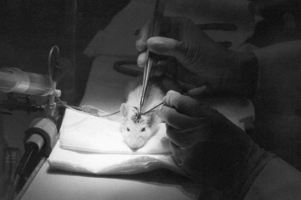 30'000 animali per la ricerca in Ticino