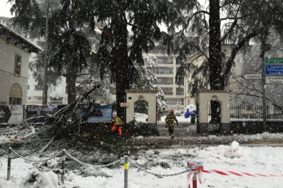 Gli alberi non reggono la neve