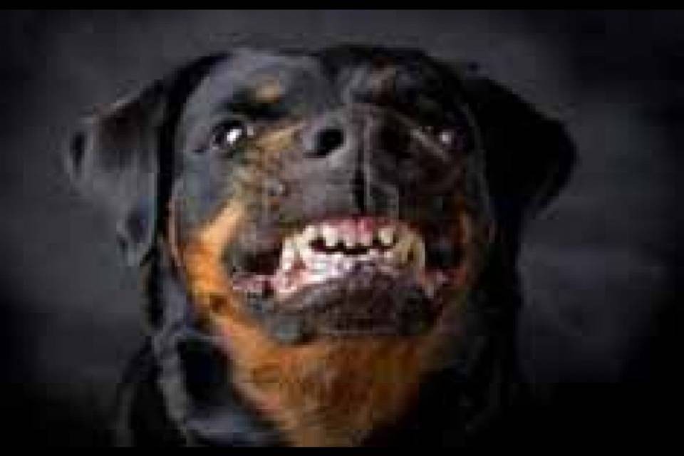 Sbranato dal suo rottweiler